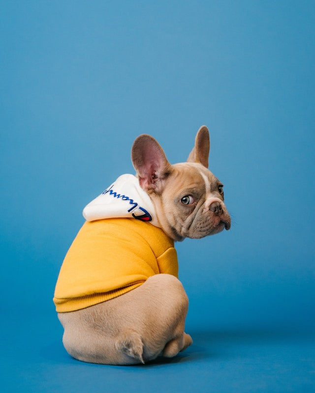 Pet Accessories