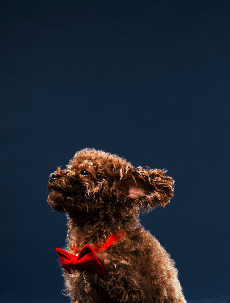 Curly brown dog wearing a red bow tie, captured mid-jump against a dark blue background